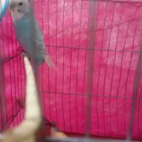 مرغ عشق|پرنده|اردل, |دیوار