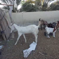 بزها ی پاکستانی اصل دار|حیوانات مزرعه|کنارک, |دیوار