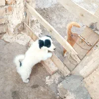 توله پامر خوشگل و بازیگوش