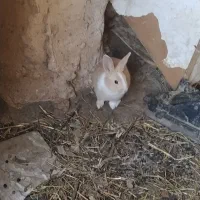 بچه خرگوش|موش و خرگوش|مشهد, امین آباد|دیوار