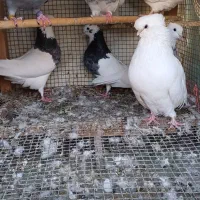 پرنده|پرنده|مینودشت, |دیوار