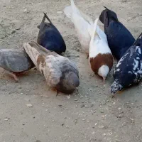 کبوتر|پرنده|فیروزآباد (آذربایجان), |دیوار