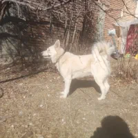 سلام طبق عکس ۳عددپاکوتایه هاسکی