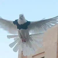 نر طوقی .ماده آرشینگل . ماده زاغ دم سفید