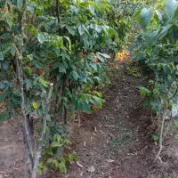 فروش انواع نهال گردو مرغوب کاغذی با قیمت مناسب|خدمات باغبانی و درختکاری|بوکان, |دیوار