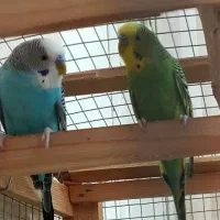 معاوضه مرغ عشق نر با ماده