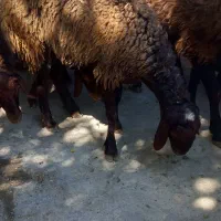 بره ماده بفروش میرسد