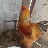 خروس برهما