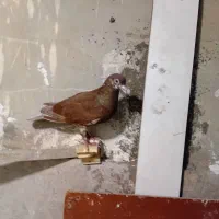 سرخ نر