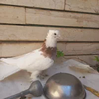 کفتر طوقی پاپر و کاکلی و سرور