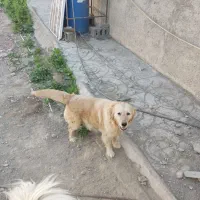 سگ ماده گلدن|سگ|شهریار, کهنز|دیوار