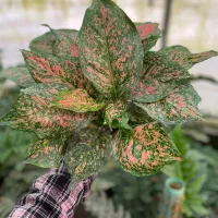 فیلو پرتقالی شاهزاده فیکوس بلک زامو سبز بلک سانس|گل و گیاه طبیعی|سلمان‌شهر, |دیوار