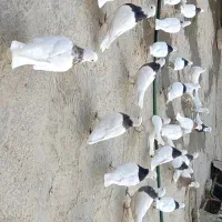 بیست و پنج جفت کبوتر طوقی جفتی یک میلیون