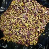 مغزپسته امسالی دست شکن