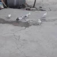 کبوتر دوکت نوک ریز