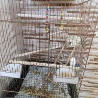 قفس و پایه و لونه