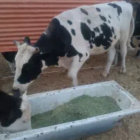 گوساله نر