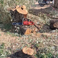 انواع خرید|خدمات باغبانی و درختکاری|مرند, |دیوار