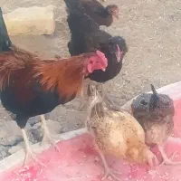 بعترین قیمت اگه خریداری دوسه تا مرغ و خروس بی پو