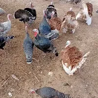 بوقلمون|حیوانات مزرعه|اندیمشک, |دیوار