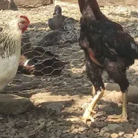 مرغ و خروس لاری|پرنده|بابکان, |دیوار