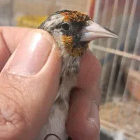 سرسیاه متولد قفس