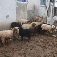 گوسفند بابره وآبستن