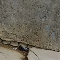 کبوتر نقش وپرشی