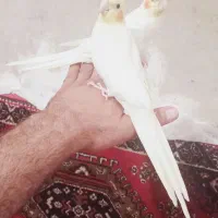 عروس هلندی