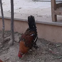 مرغ و خروس گلین|حیوانات مزرعه|کاشان, قطب راوندی|دیوار