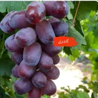 نهال انگور آتوم رویال و کندری