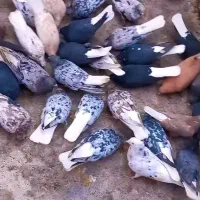 حیوان کالا نیست|حیوانات|خواف, |دیوار