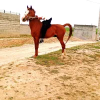 نریون عرب