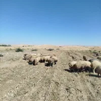 گوسفند جوان درجه یک|حیوانات مزرعه|درب گنبد, |دیوار