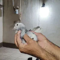 با سلام فروش ۲تا نر پریده