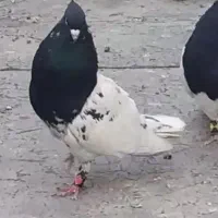 کفتر کله طوقی سوسنی|پرنده|مرودشت, پشت سایپا‎|دیوار