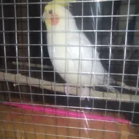 عروس هلندی لوتینو چهار تا جوانه|پرنده|زابل, |دیوار