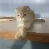 اسکاتیش گلد ماده باردار