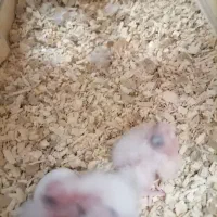 چوچه سرلاکی گرینچیک. عروس هلندی.