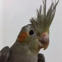 طوطی عروس هلندی سینامون|پرنده|شوشتر, |دیوار