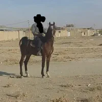 نریون پر خون نجیب|اسب و تجهیزات اسب‌سواری|اراک, |دیوار