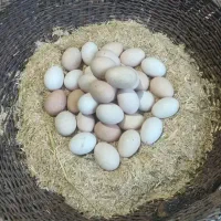 تخم مرغ محلی نطفه دار