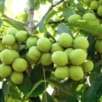 انواع نهال های پیوندی درجه یک