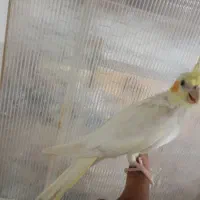 عروس هلندی|پرنده|گناباد, |دیوار