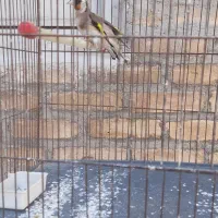 سهره وقناری|پرنده|کرمانشاه, |دیوار