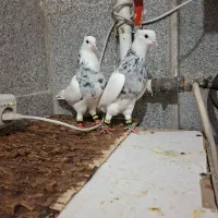 جفت طوقی هفرنگ الماسی