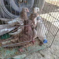 فروش کفتر|پرنده|مرودشت, تخت جمشید|دیوار