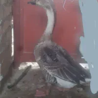 قوغاز ماده تخم گذار