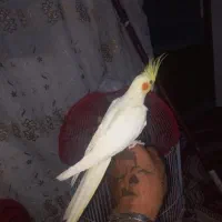 اروس‌هلندی