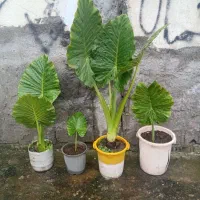 گل بابا آدم